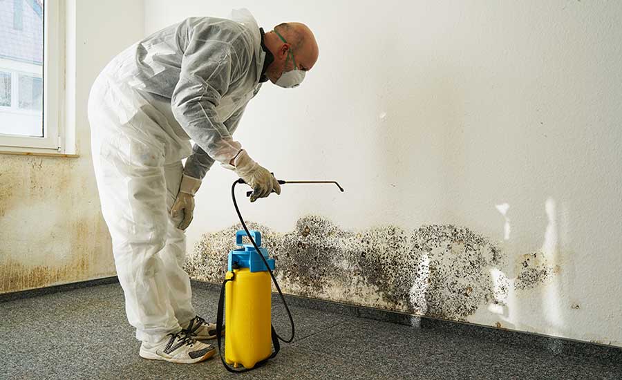 mold remediation mn