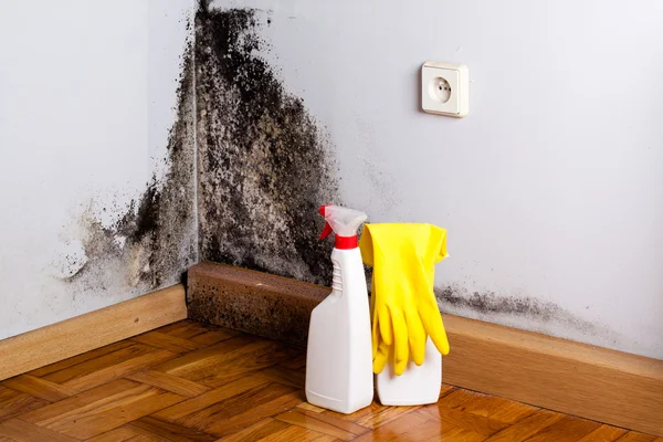 mold inspection mn