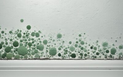 Common Mold Types in Your Basement: What to Know