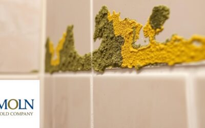 Best Ways to Clean Mold in Your Shower